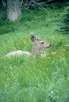 deer.gif (108157 bytes)