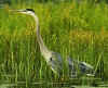 great_blue_heron.jpg (93122 bytes)